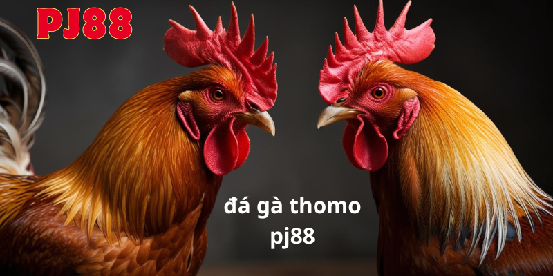 Giới thiệu về đá gà Thomo PJ88